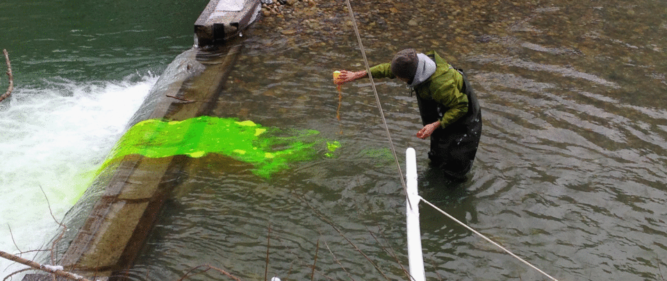 Grüne Flüssigkeit (Tracer) wird in Fluss geschüttet