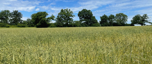 Cereal field in front of forest strip